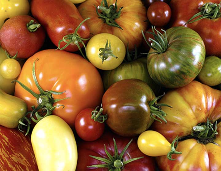 Tomato varieties to grow in Wyoming